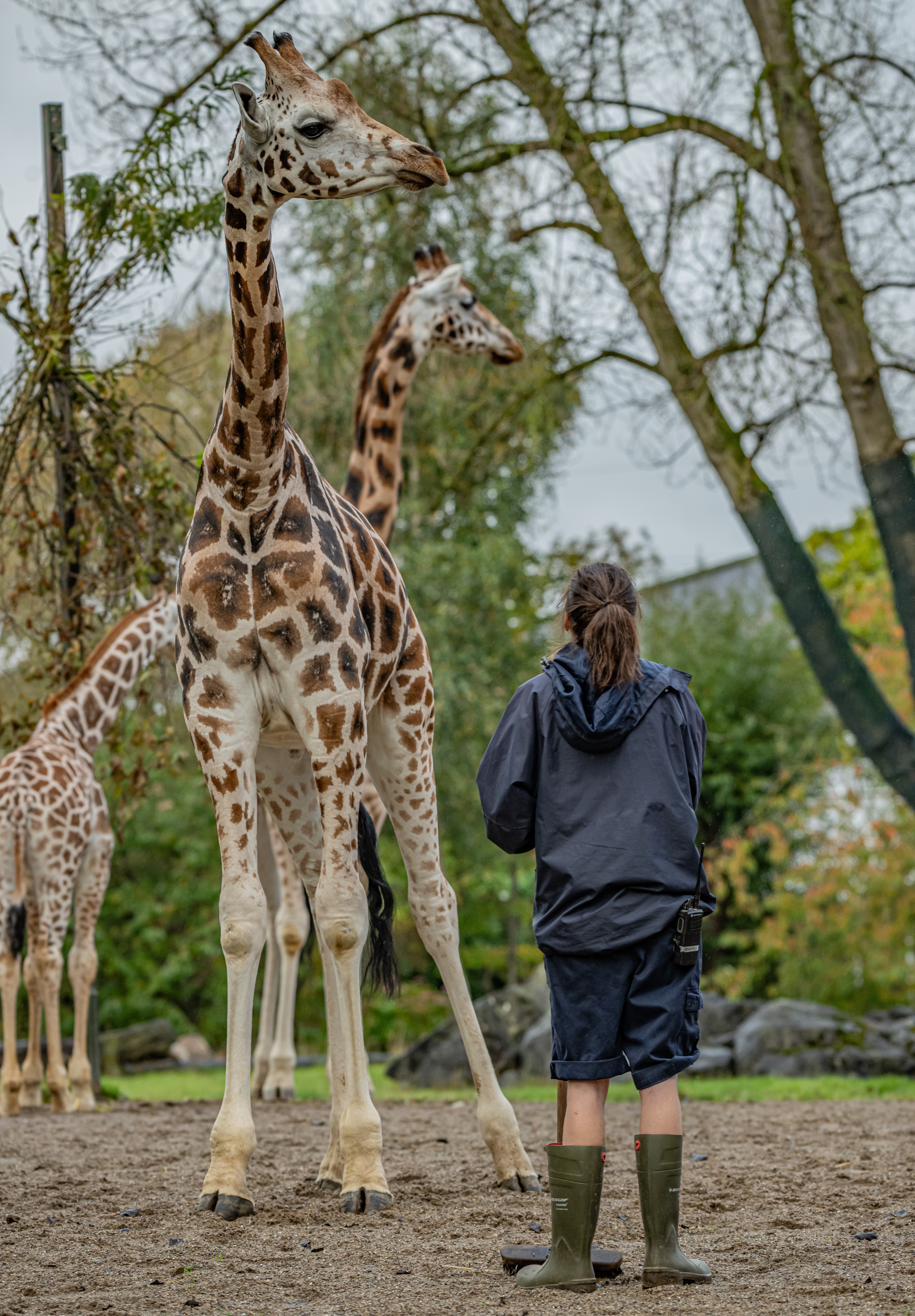 Giraffes With Keeper