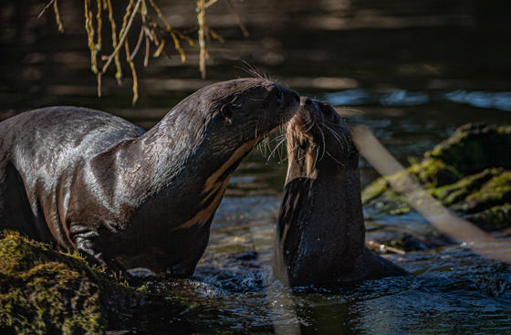 Otters 10