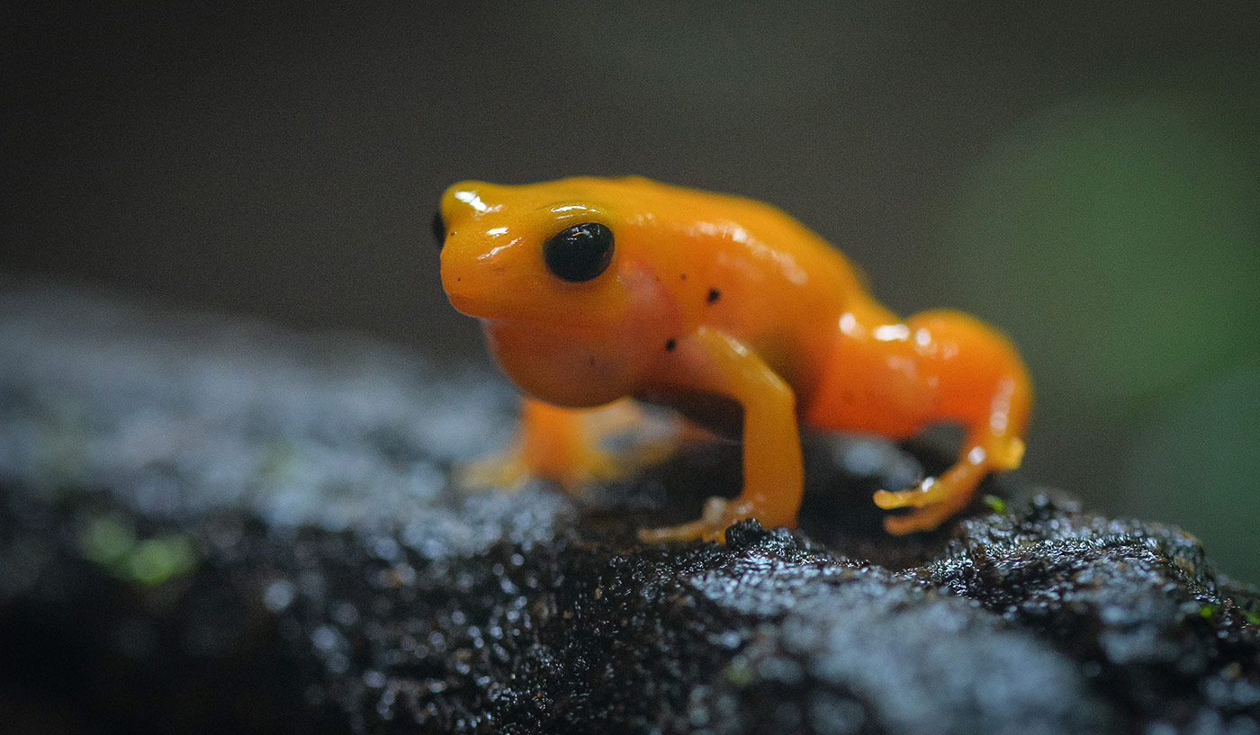 Golden mantella frog | Chester Zoo animals