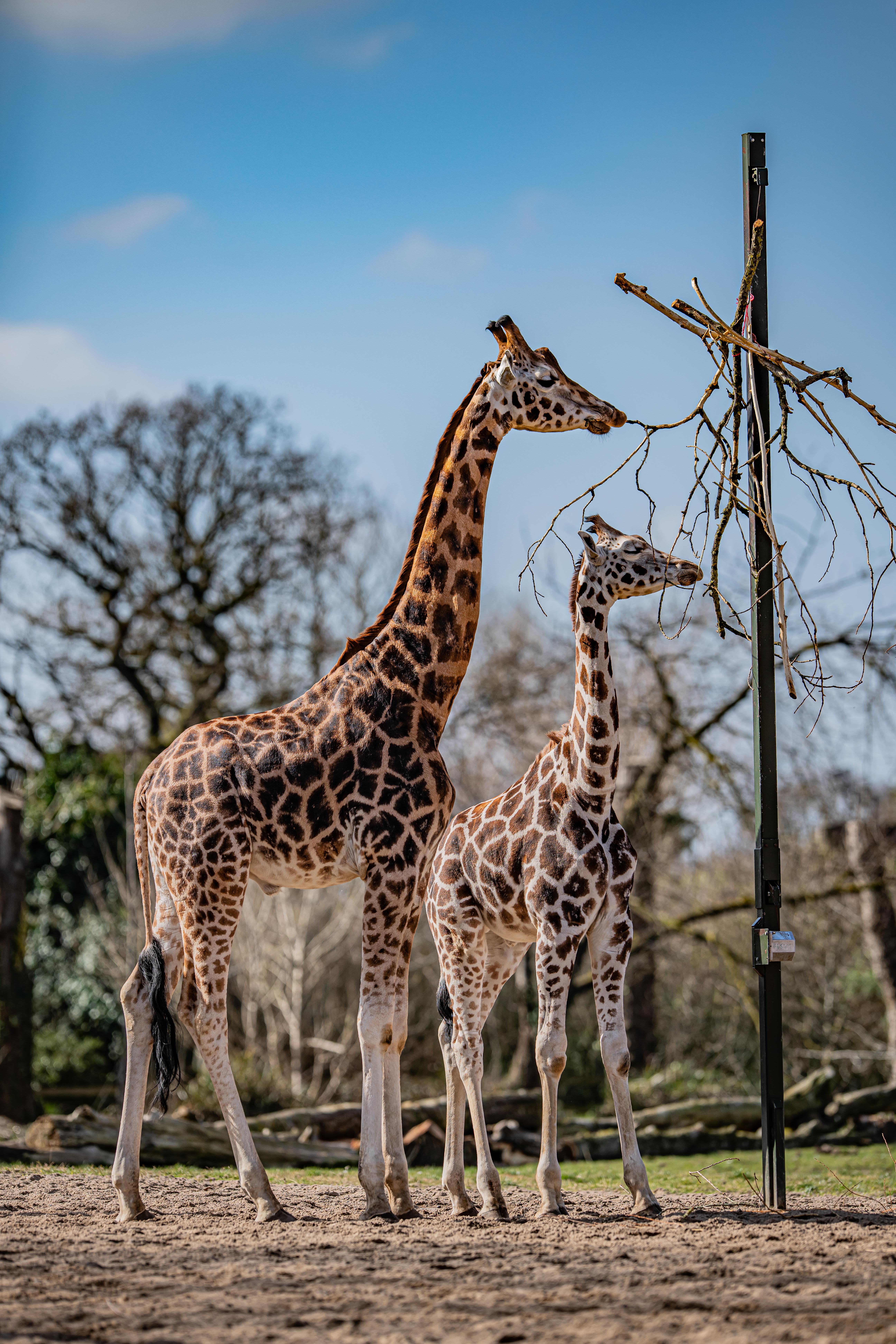 Rothschild's Giraffe 001