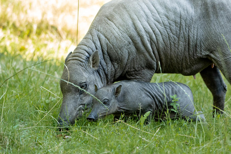 Babirusa Piglet 20263