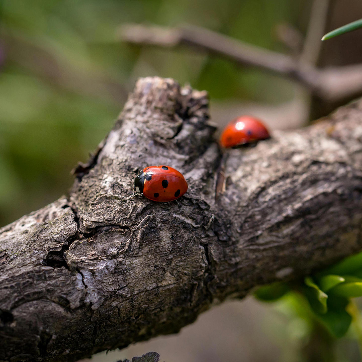 Ladybird Square