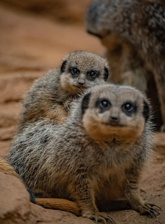 Meerkat 005