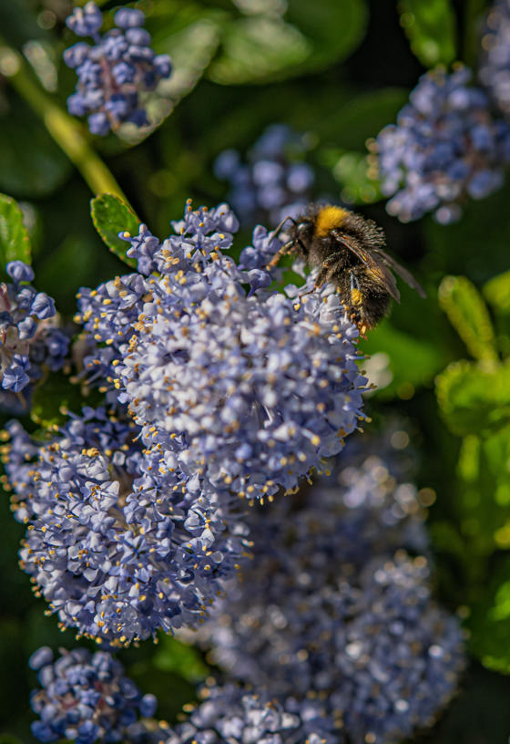 Chester Zoo Becomes First UK Zoo To Gain Botanical Garden Status Bloom2