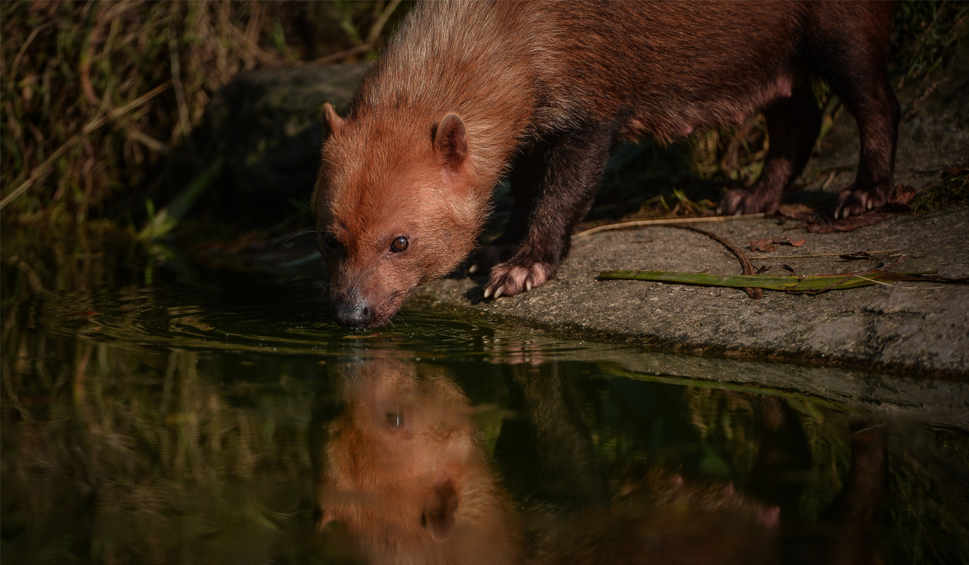 Bush Dog 4