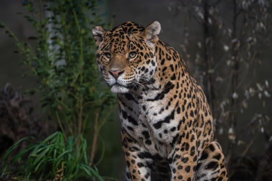 Mother And Son Jaguar Duo Bonita And Remi Explore Their New Retirement Home At Chester Zoo. Pictured Remi4