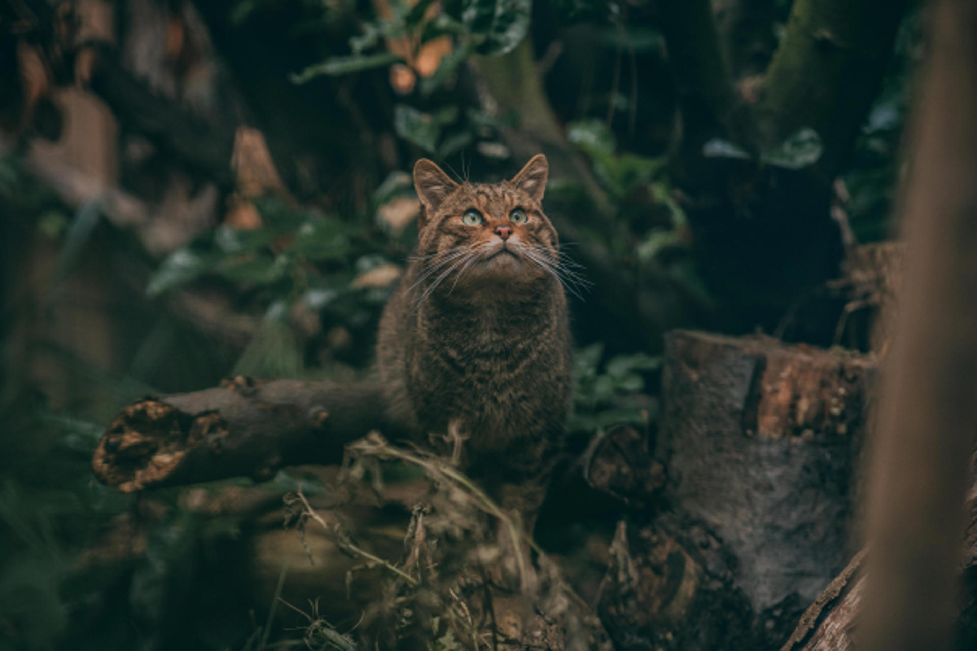 Scottish Wildcat