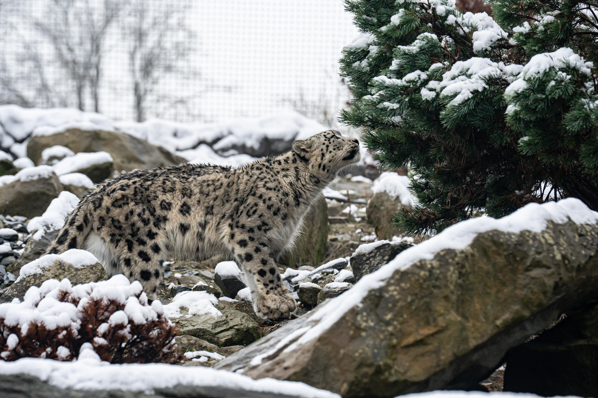 Snow Day November 24 Snow Leopard Yashin 11