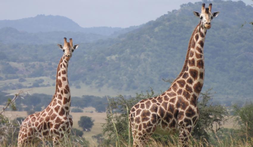 Giraffe2