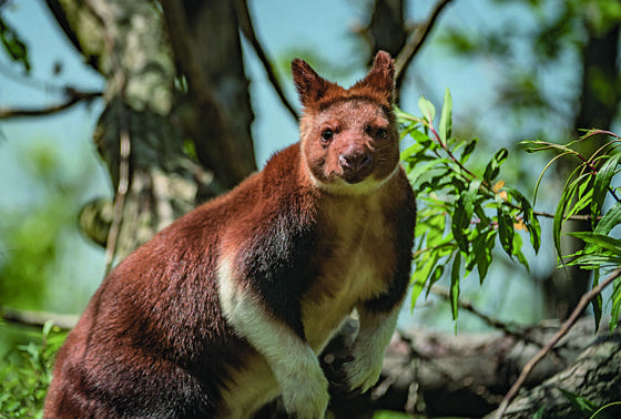 Tree Kangaroo 7