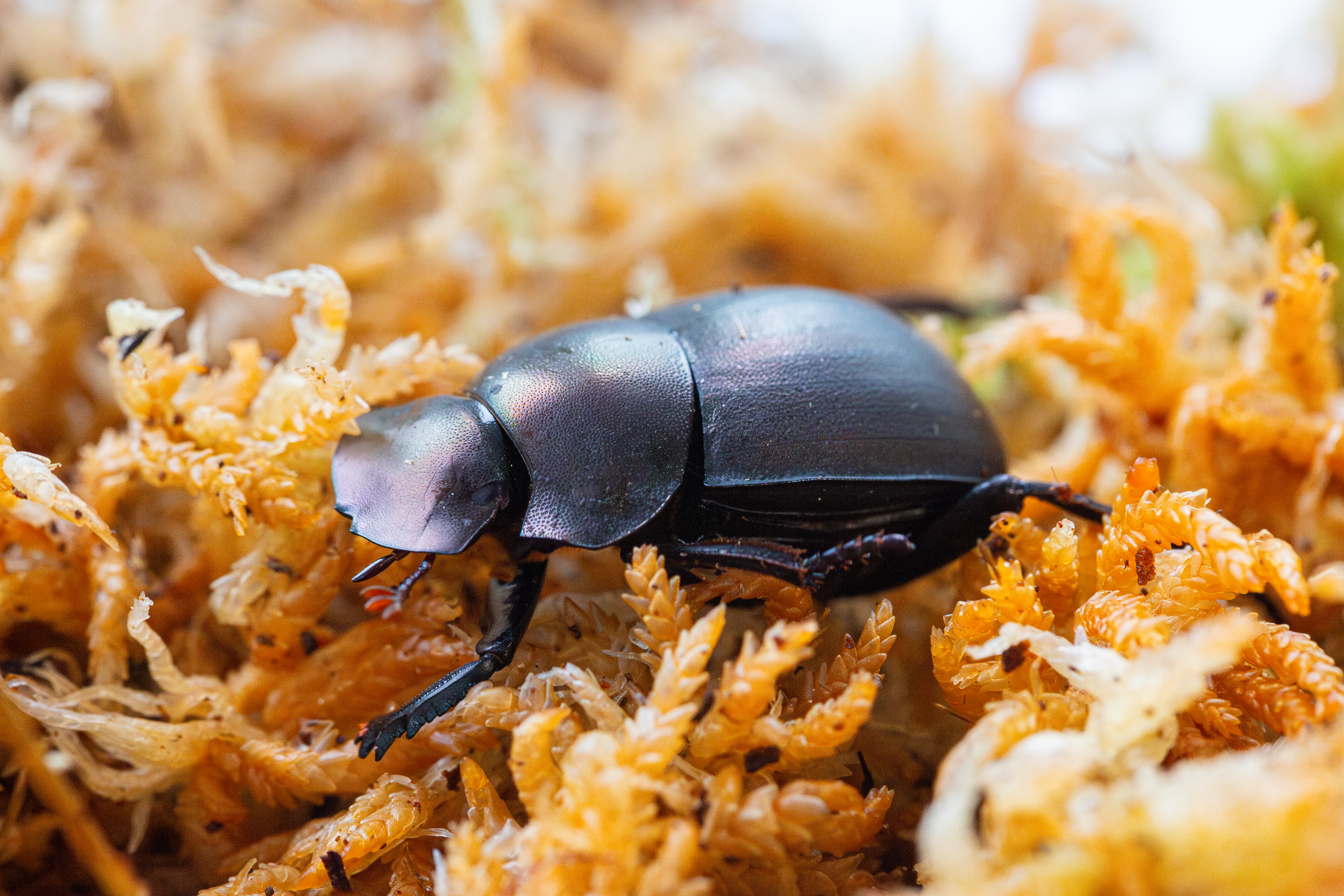Plum Dung Beetle, Habitat Location & Dung Beetle Facts | Chester Zoo