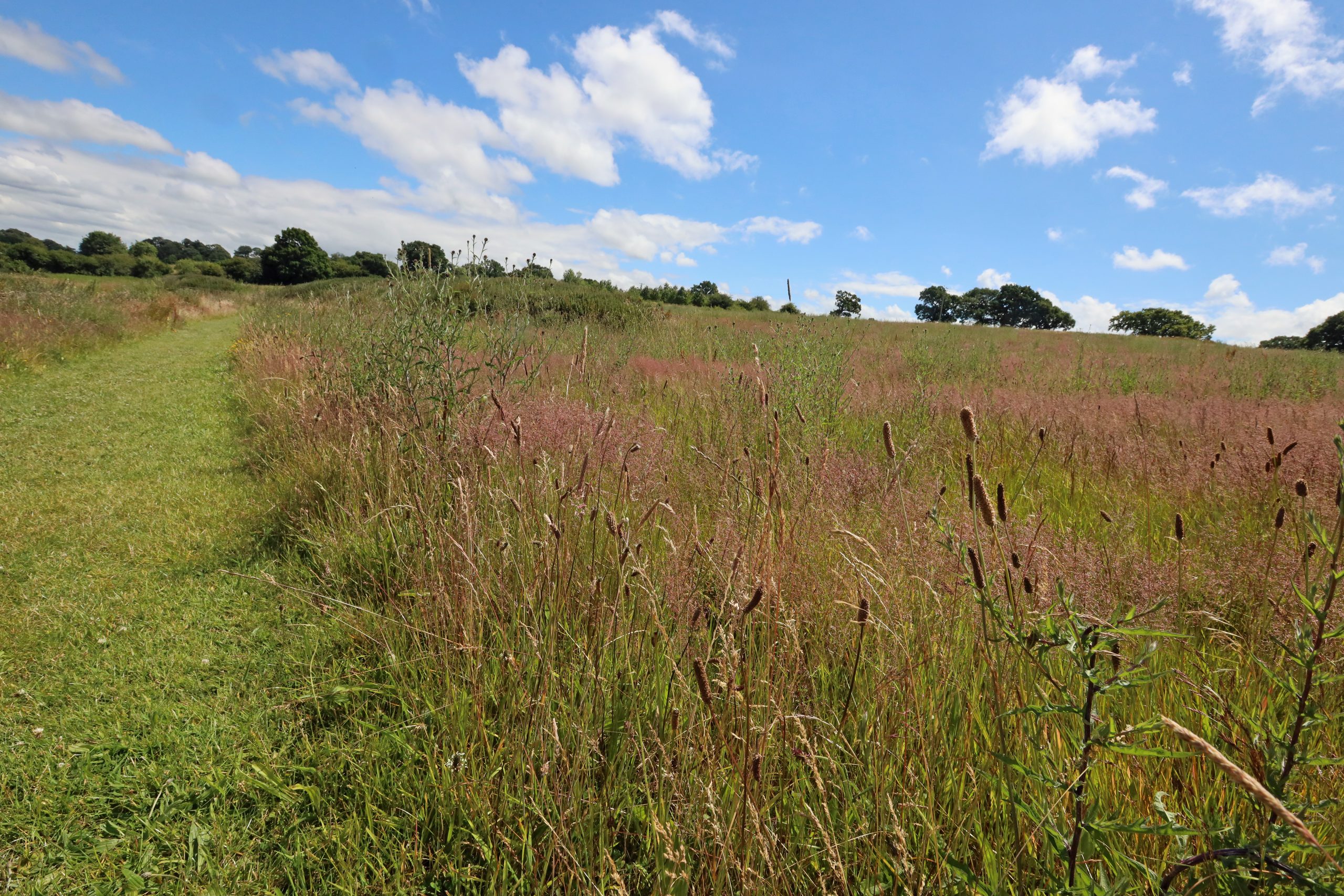 A Grassy Field On A Sunny Day