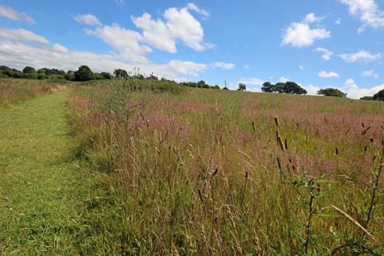 A Grassy Field On A Sunny Day