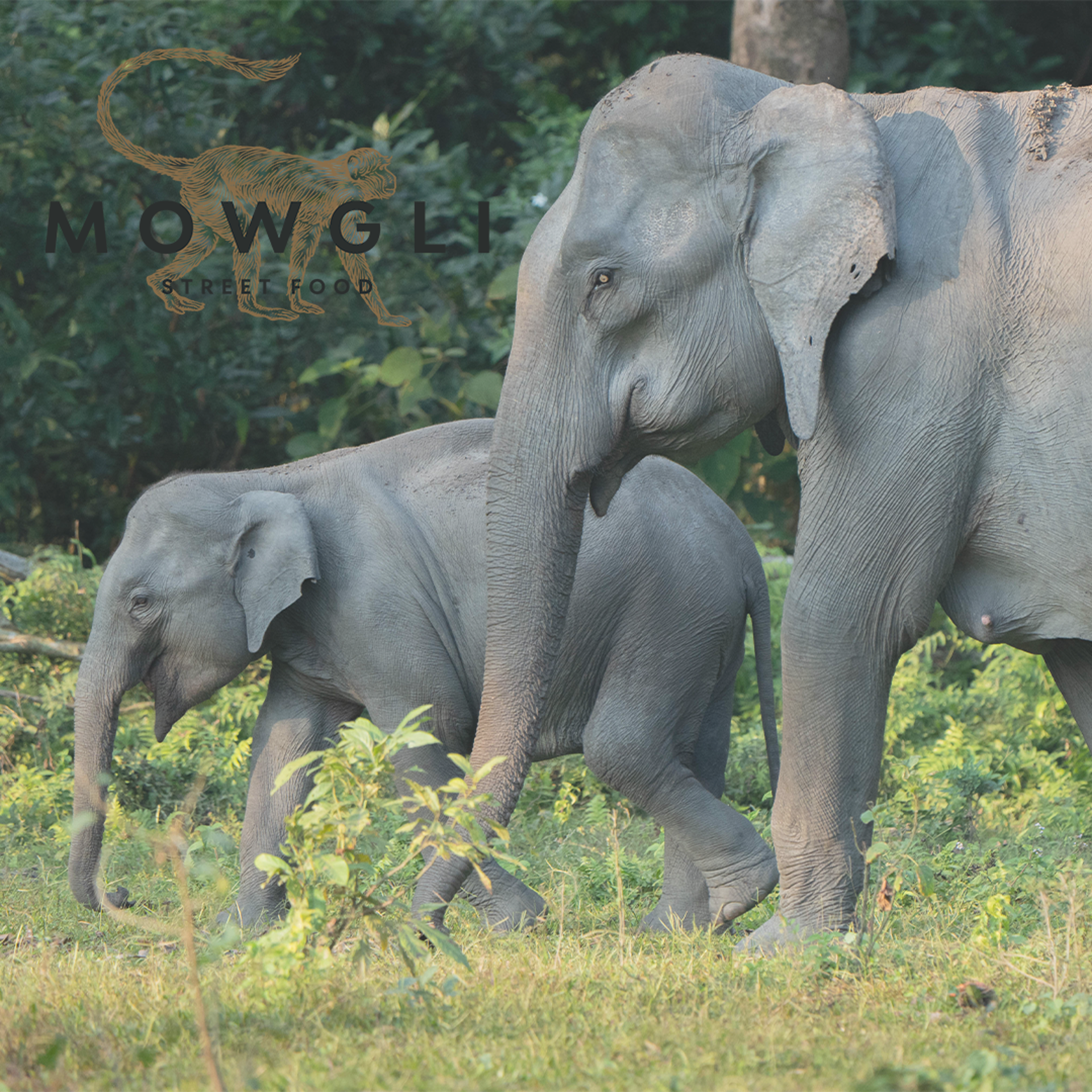 Mowgli Street Food Elephants SQUARE