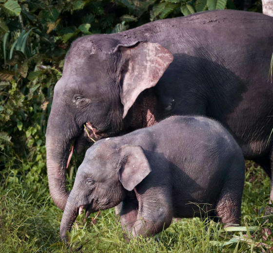 Bornean Elephant And Calf