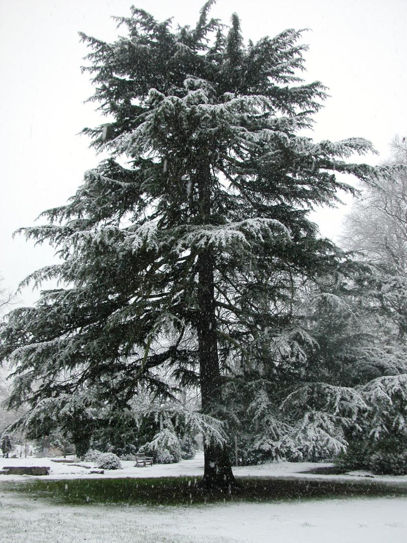 Tree In The Snow