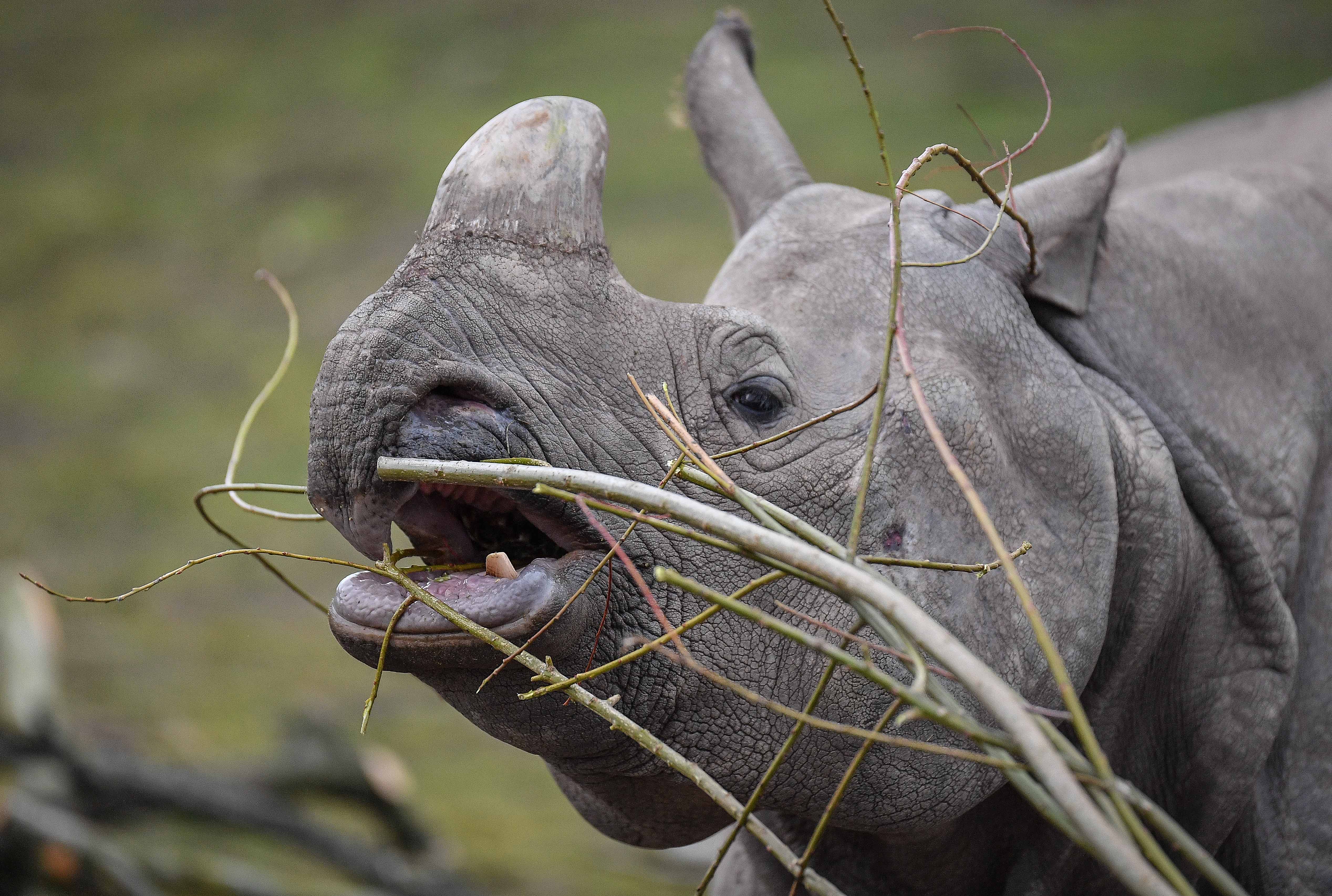 Greater One Horned Rhino Beni (3)
