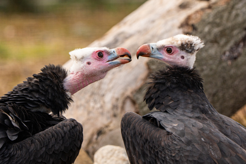 2 white headed vultures looking at each other at Chester Zoo