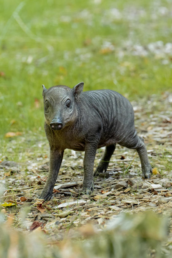 Babirusa Piglet 20261