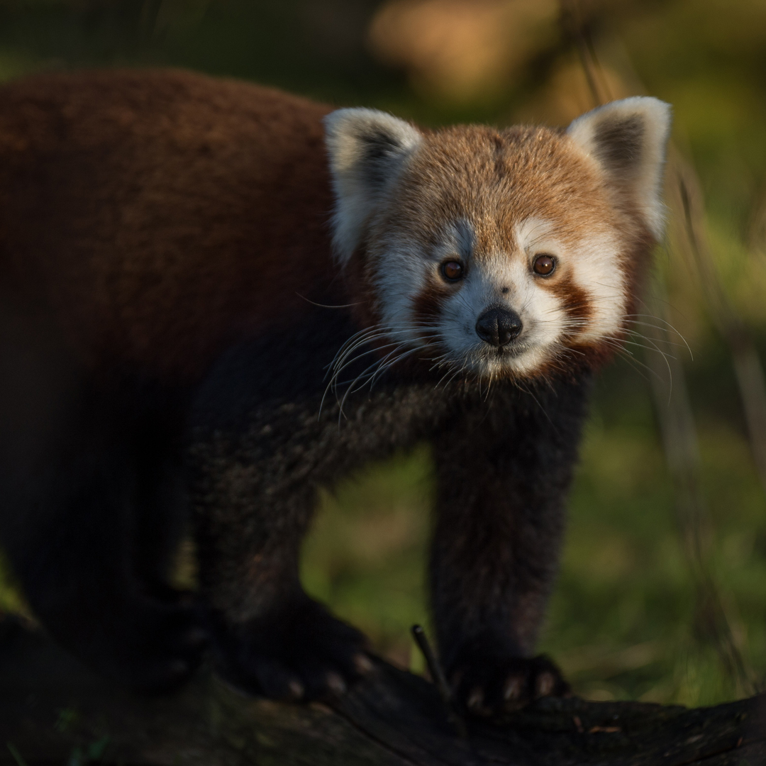 Red Panda. In The Zoo 5