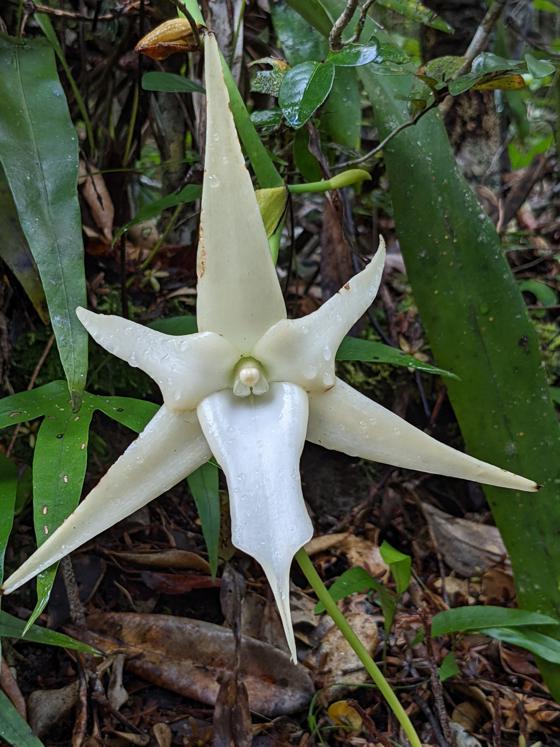 Agnalazaha Flower