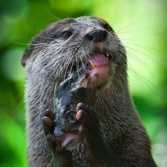 Asian Short Clawed Otter 1