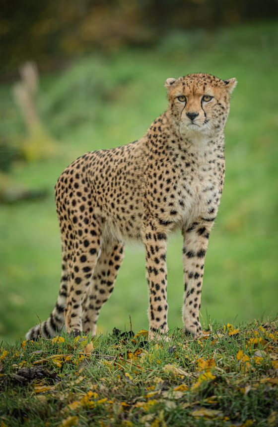 4 Cheetah Brothers Arrive At Chester Zoo To Help Save Their Species From Extinction 2