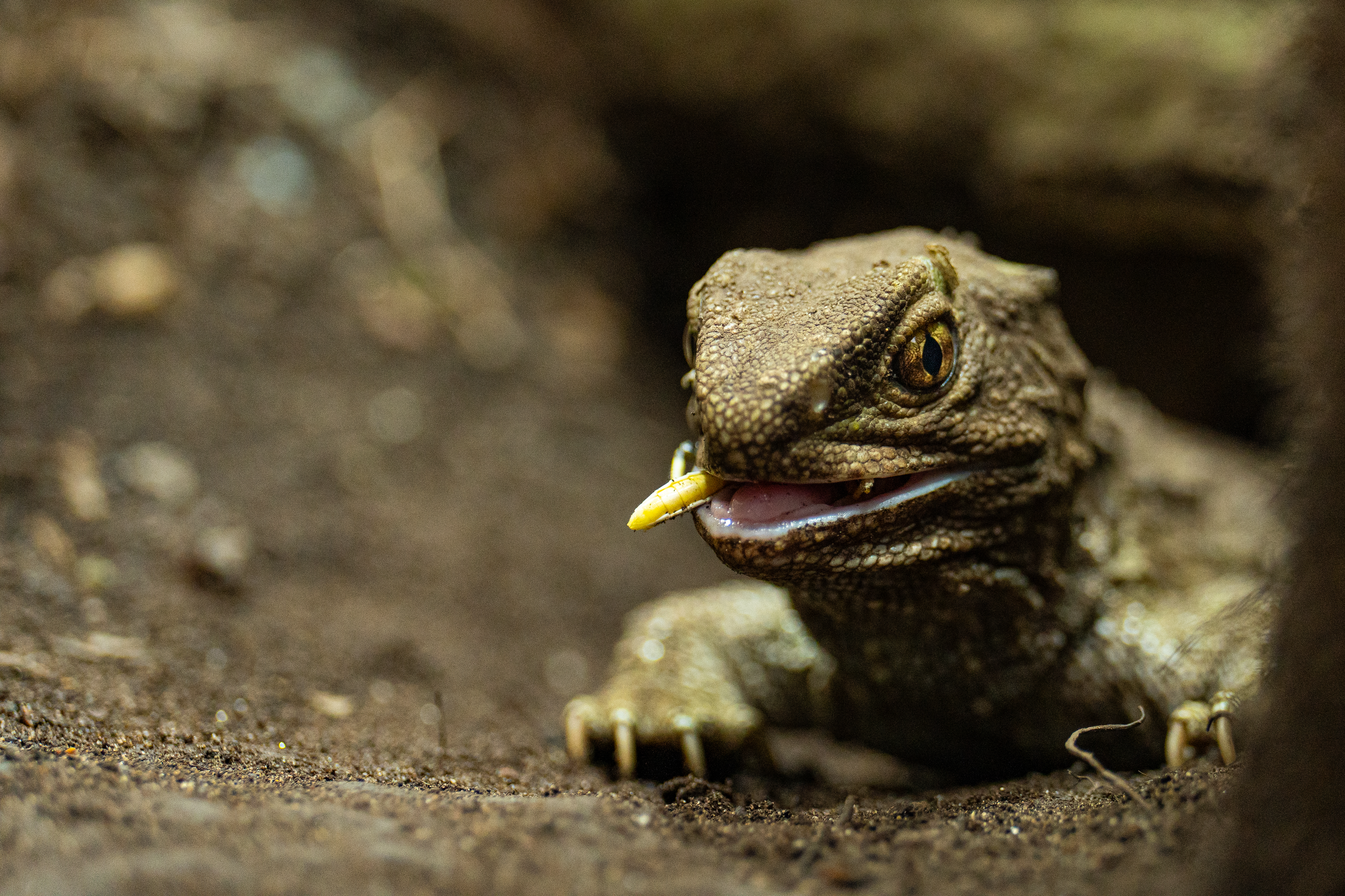 Tuatara Experience 45