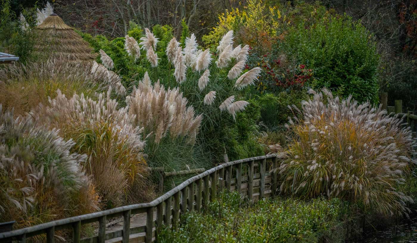 Madagascar Grasses
