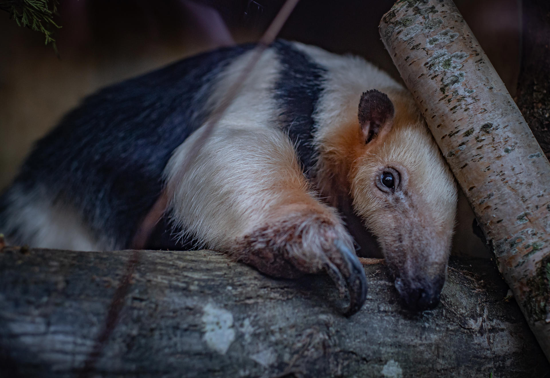 Tamandua 8 (1)