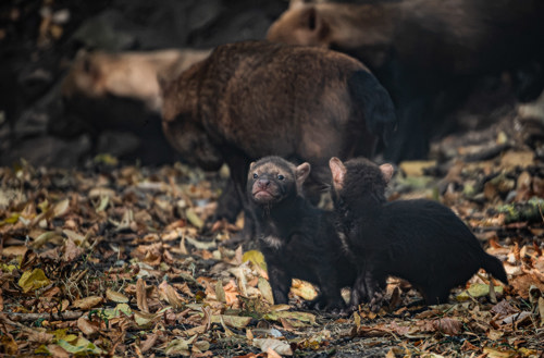 2 bush dog pups at Chester Zoo, adult bush dog in the background