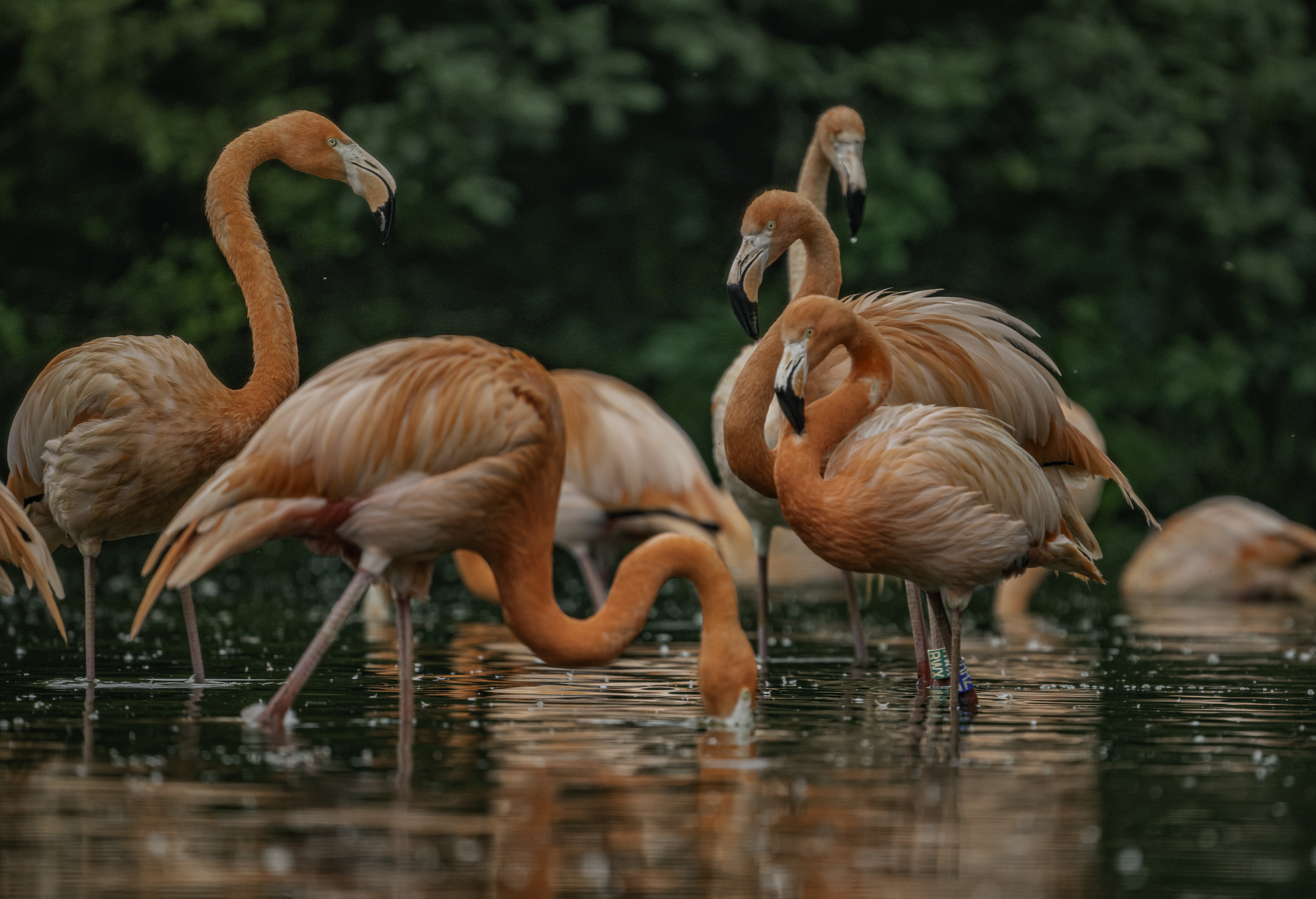 Flamingos In Water