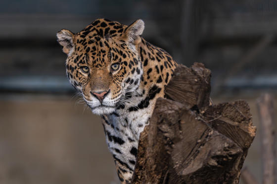 Mother And Son Jaguar Duo Bonita And Remi Explore Their New Retirement Home At Chester Zoo. Pictured Remi5