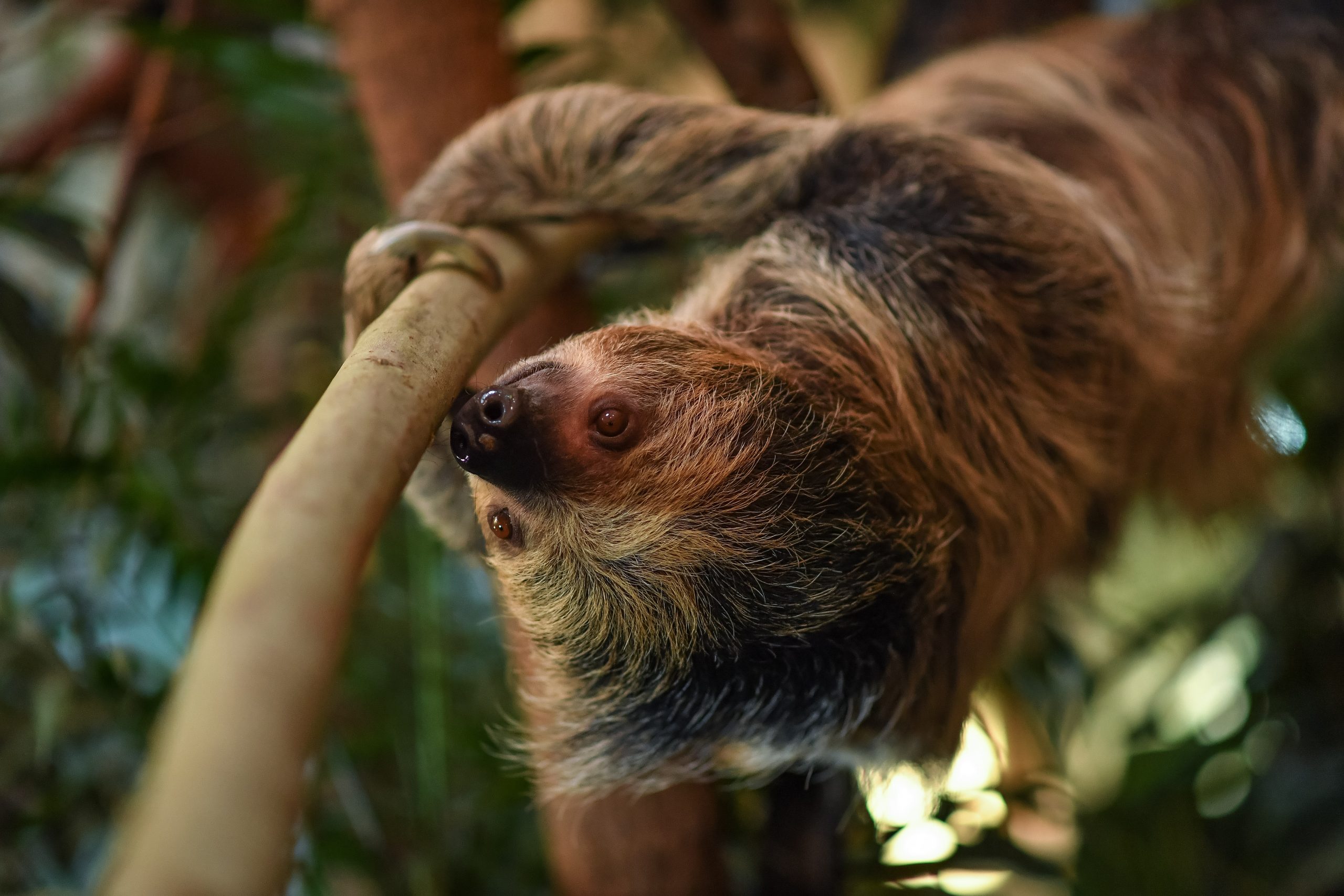Sloth Tina 8 Scaled