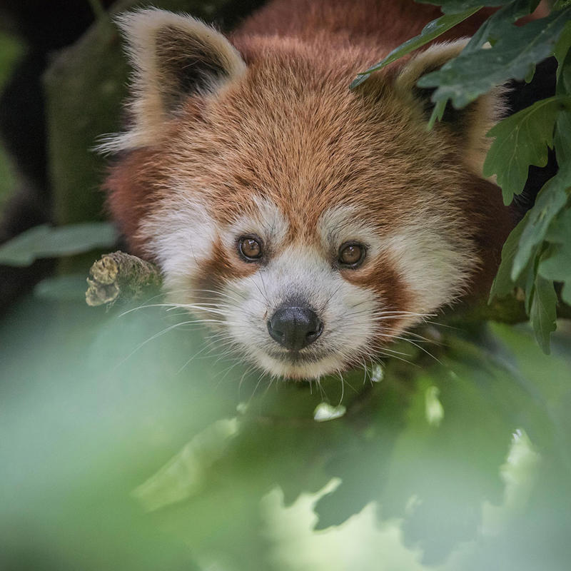 Red Panda. In The Zoo 2