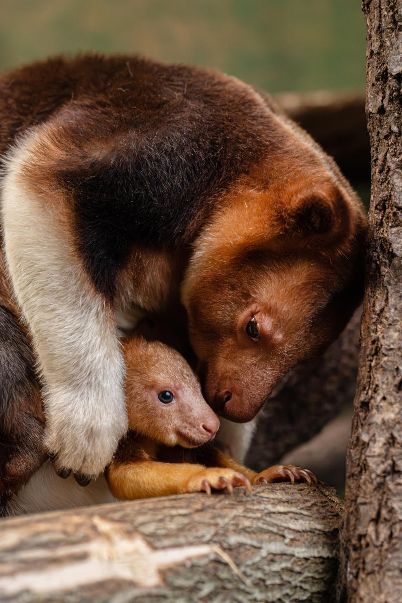 Treekangaroo Joey 2026 9