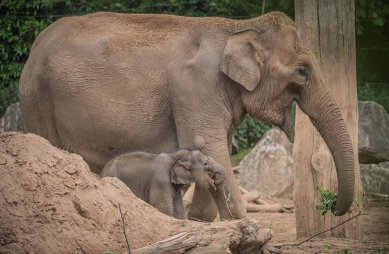 Zoo Thi And Anjan (4)