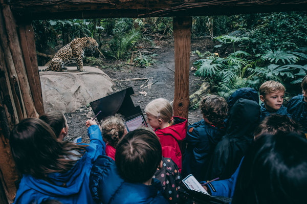 Children on a school trip looking through the window of a jaguar habitat. The jaguar, a large yellow cat with black rosette spots, is sitting on a rock. The children are carrying clipboards