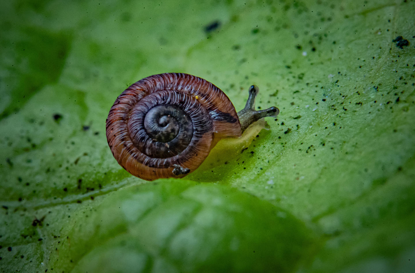 Desertas Island Snail On Leafe