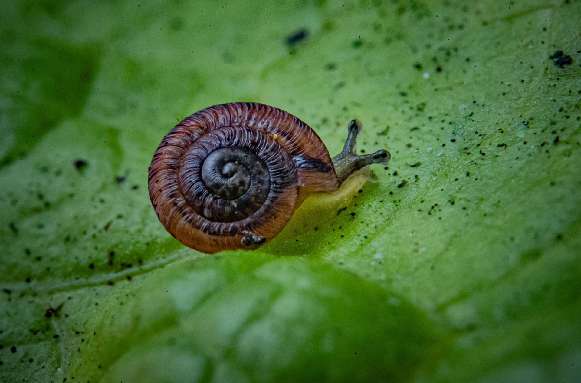 Desertas Island Snail On Leafe
