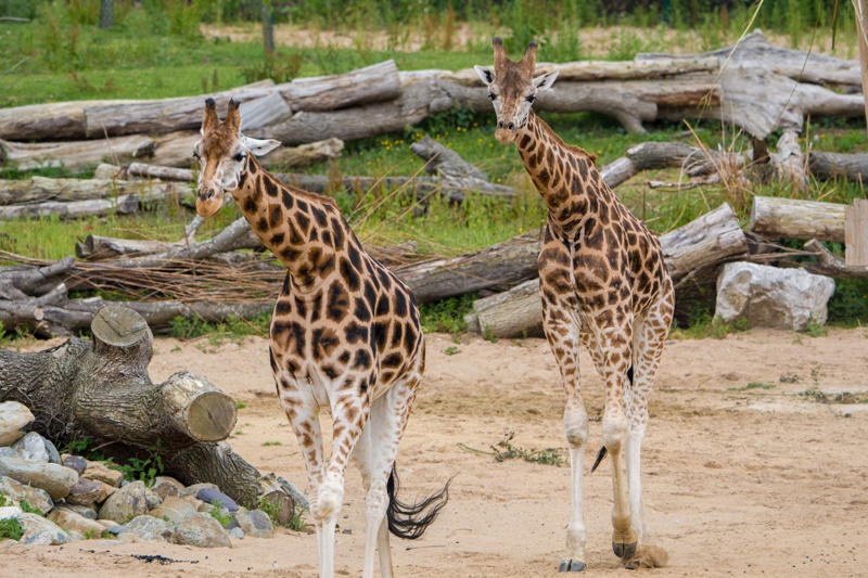 Meet Kris The Rare Giraffe On A Very Important Date11