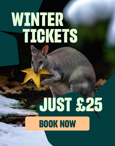 Winter Tickets Carousel 2026