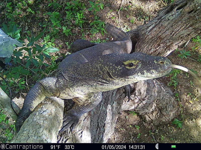A camera trap photograph. A komodo dragon is reaching up the tree to stare straight into the camera