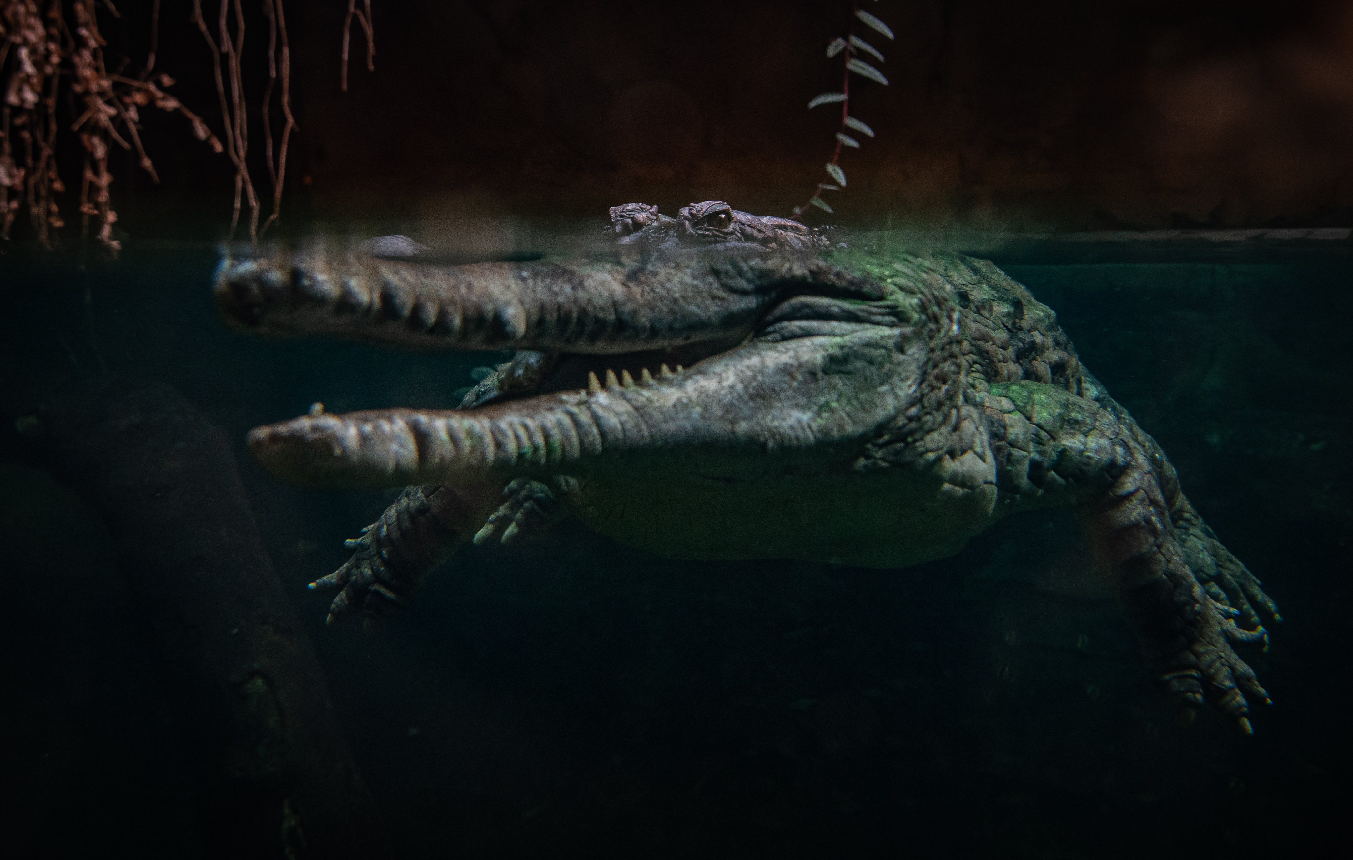 Sunda Gharial 11