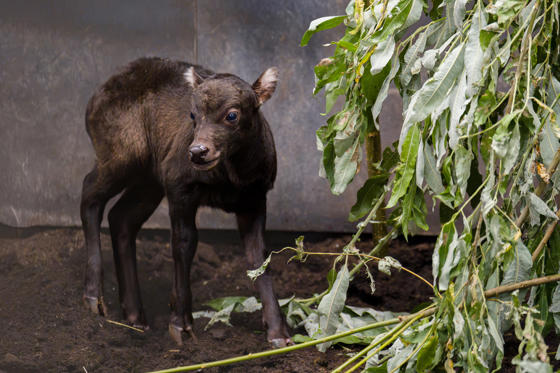 A Rare Anoa Calf Just Three Days After Being Born At Chester Zoo1