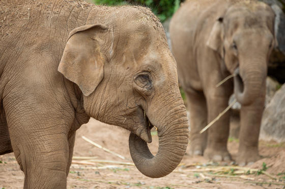 Asian Elephant CZ DH 9247