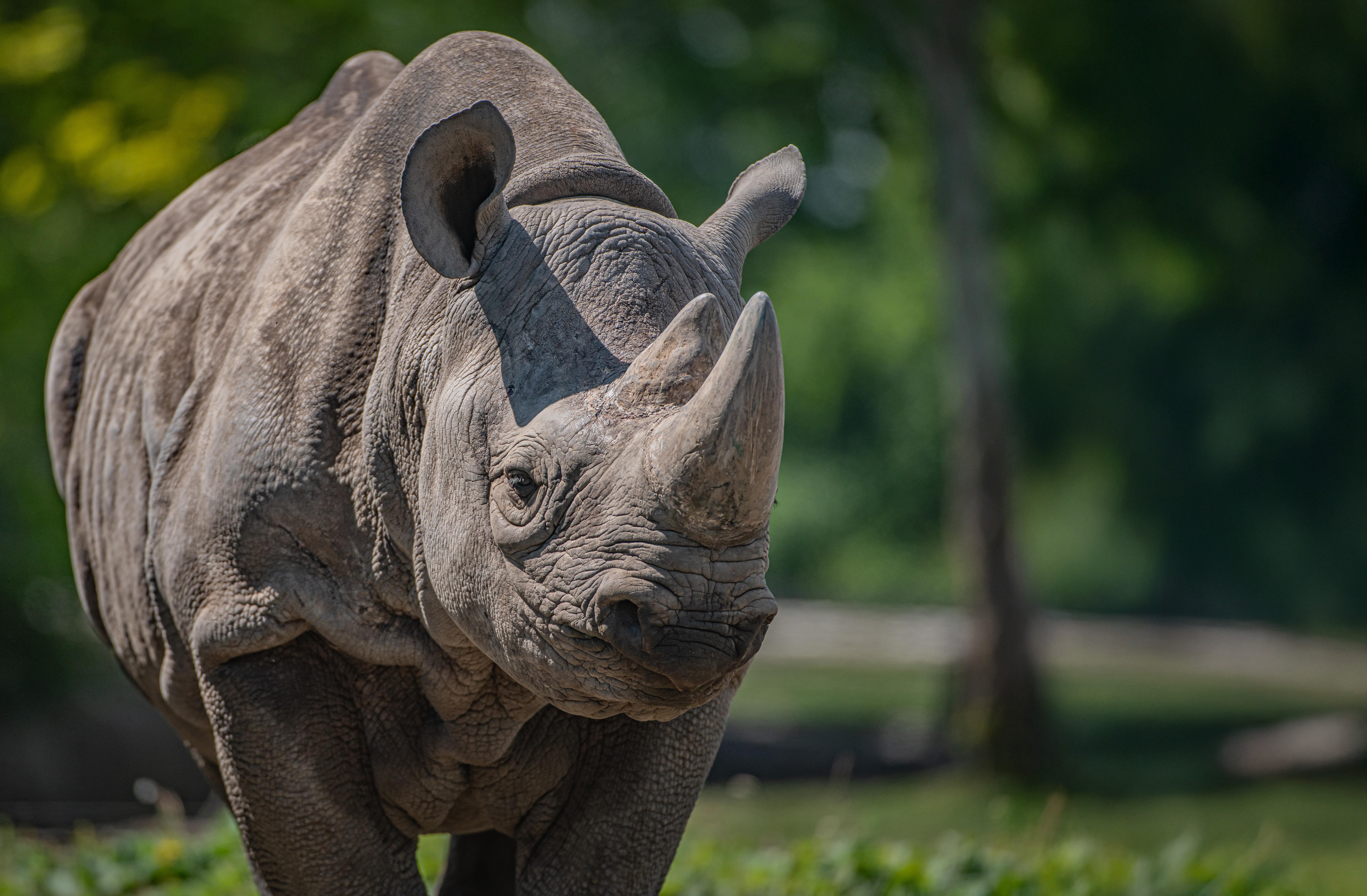Critically Endangered Eastern Black Rhino In Chester Zoos New Heart Of Africa Zone1 1 Flipped