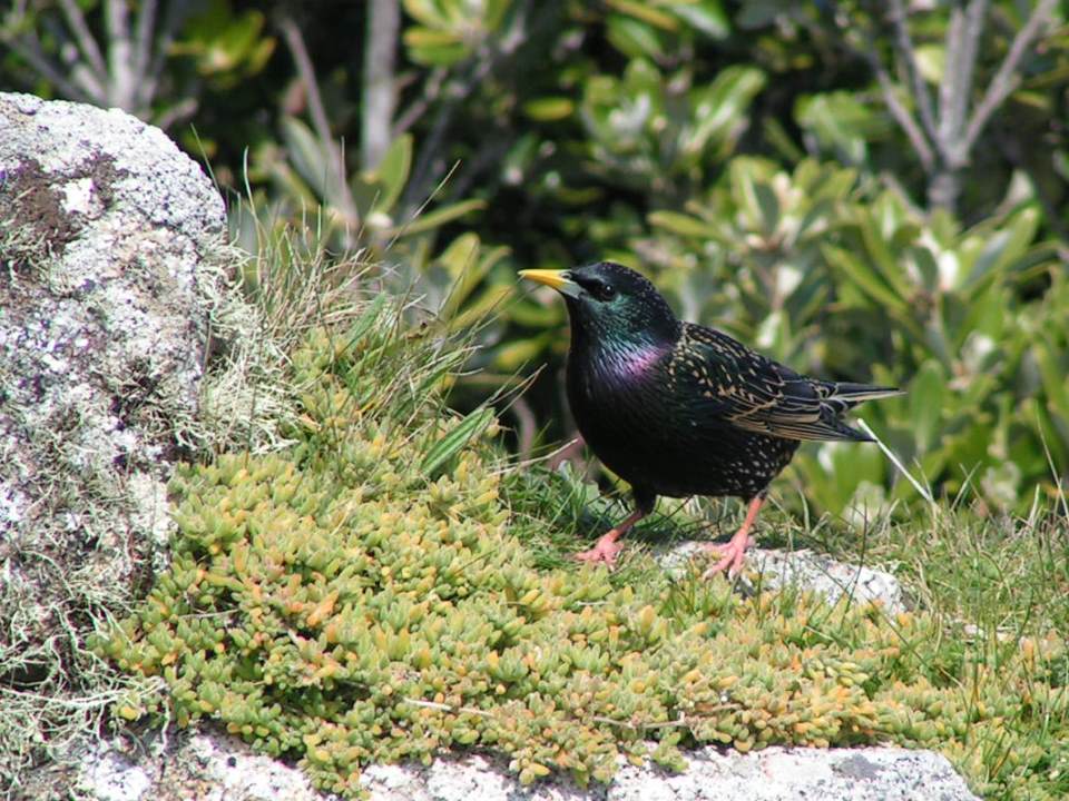 starling.jpg?width=560&quality=75