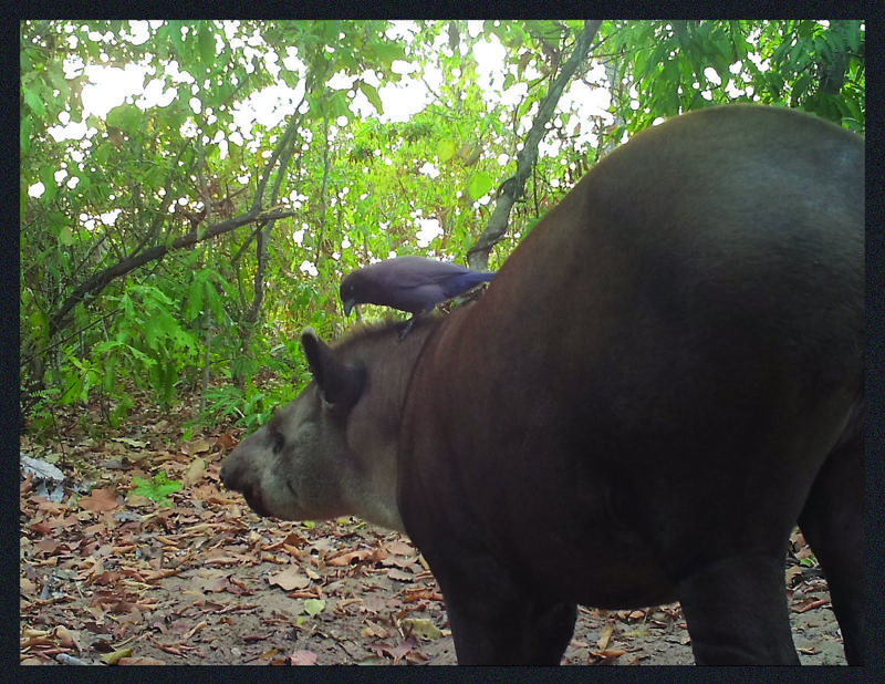 Tapir From LTCI Camera Traps (5)