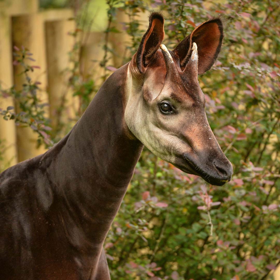 Okapi 2